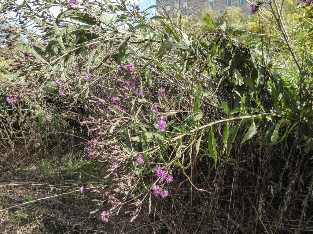 Vernonia Noveboracensis