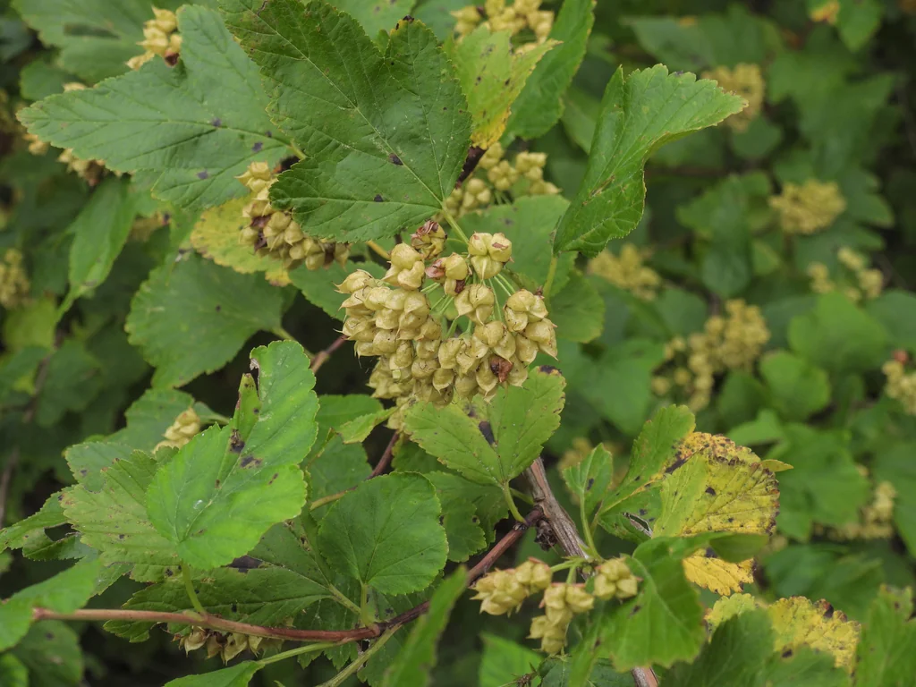 Physocarpus opulifolius