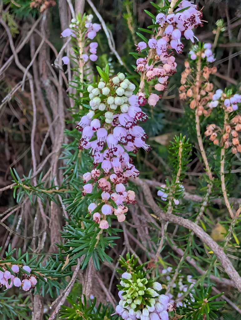 Erica Vagans
