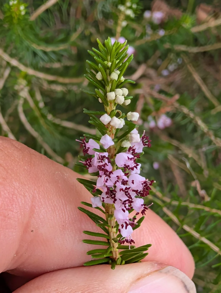 Erica Vagans