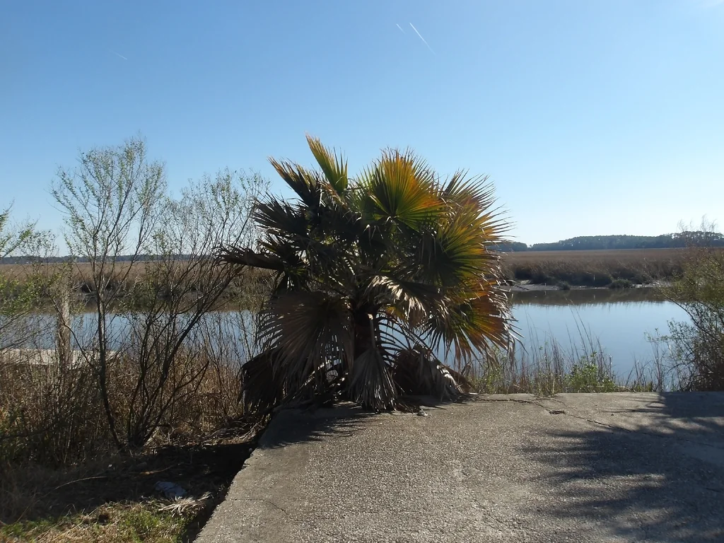 Washingtonia Robusta