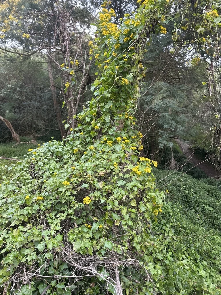 Senecio Confusus