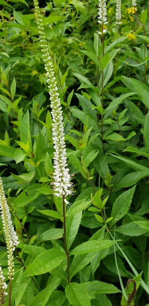 Veronicastrum Virginicum