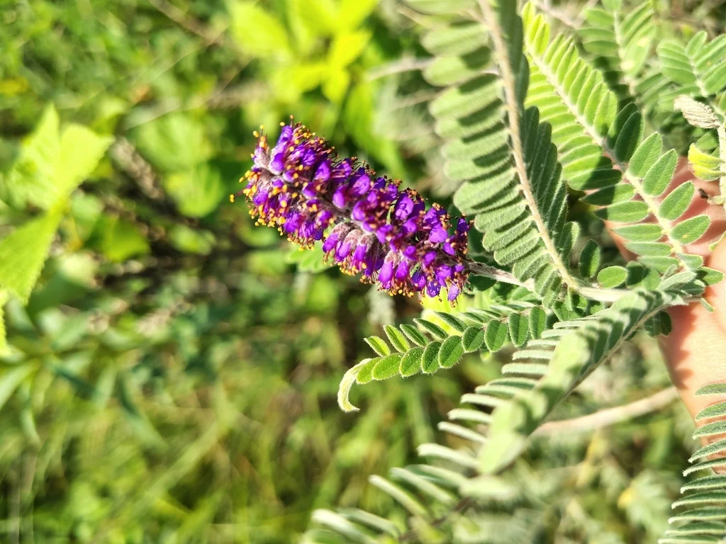 Amorpha Canescens