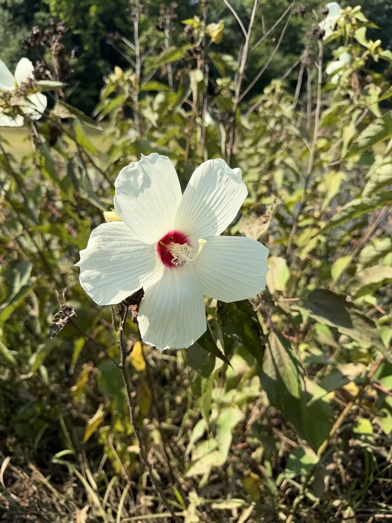 Hibiscus Moscheutos