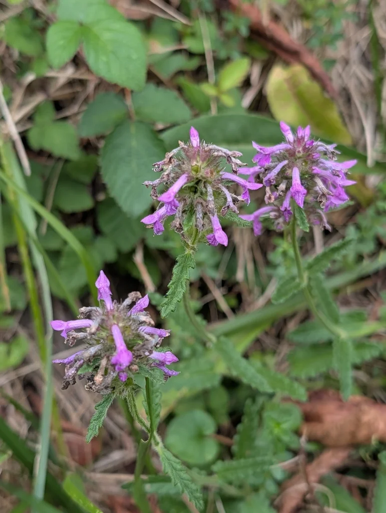 Stachys Officinalis