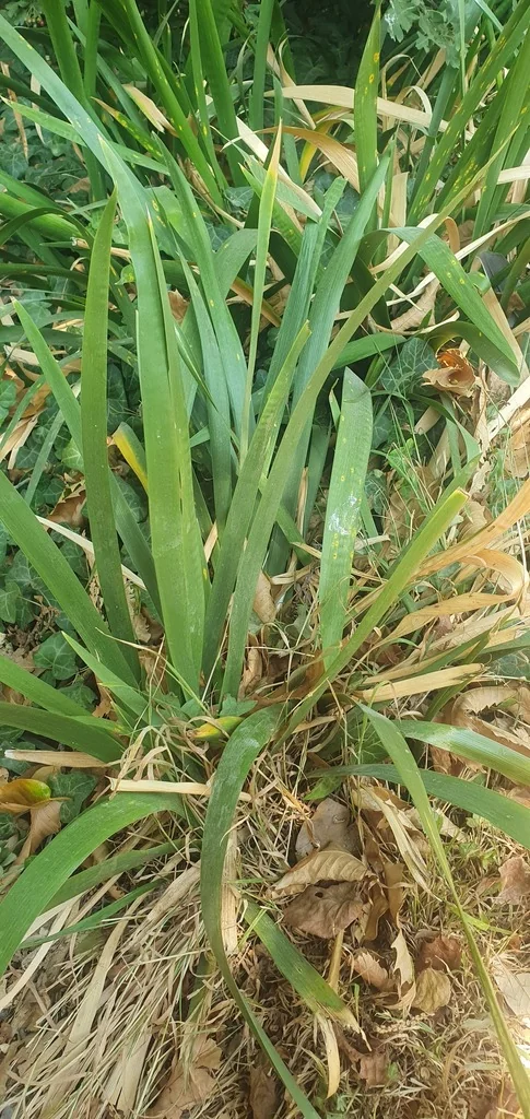 Iris Foetidissima