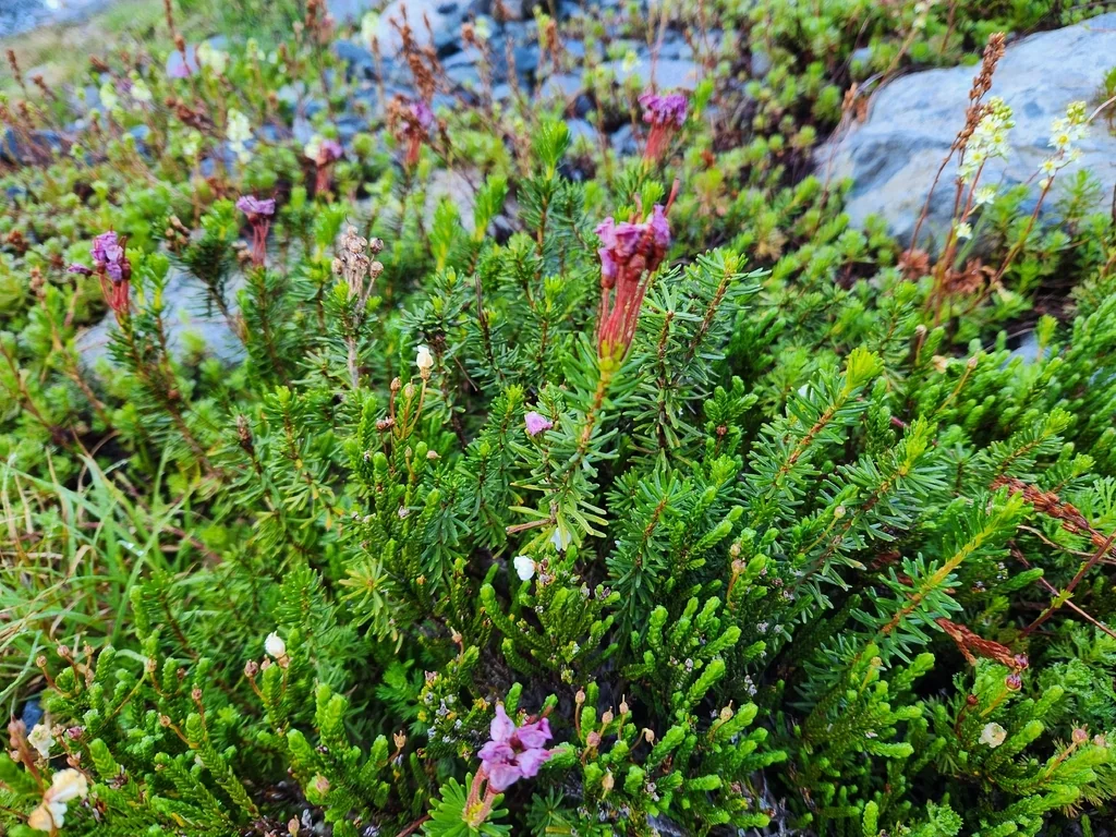 Phyllodoce Empetriformis