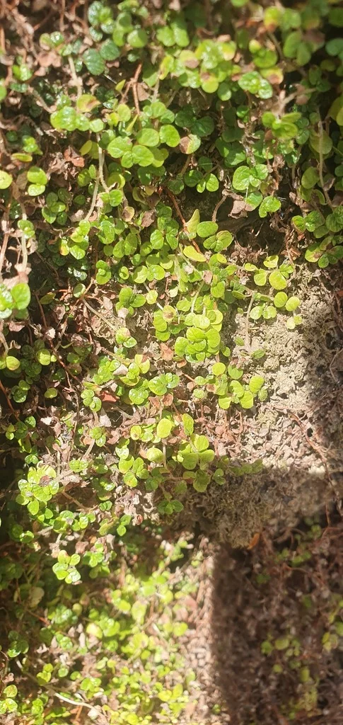 Soleirolia Soleirolii