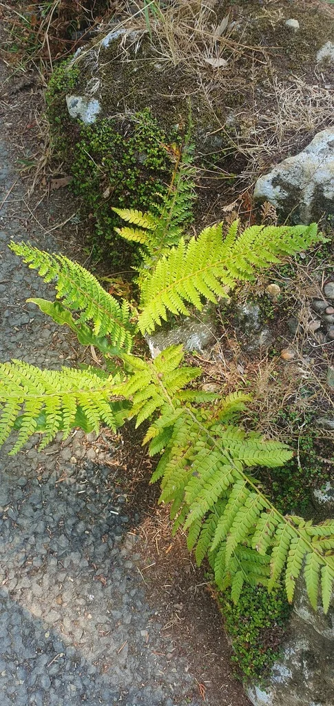 Polystichum Setiferum
