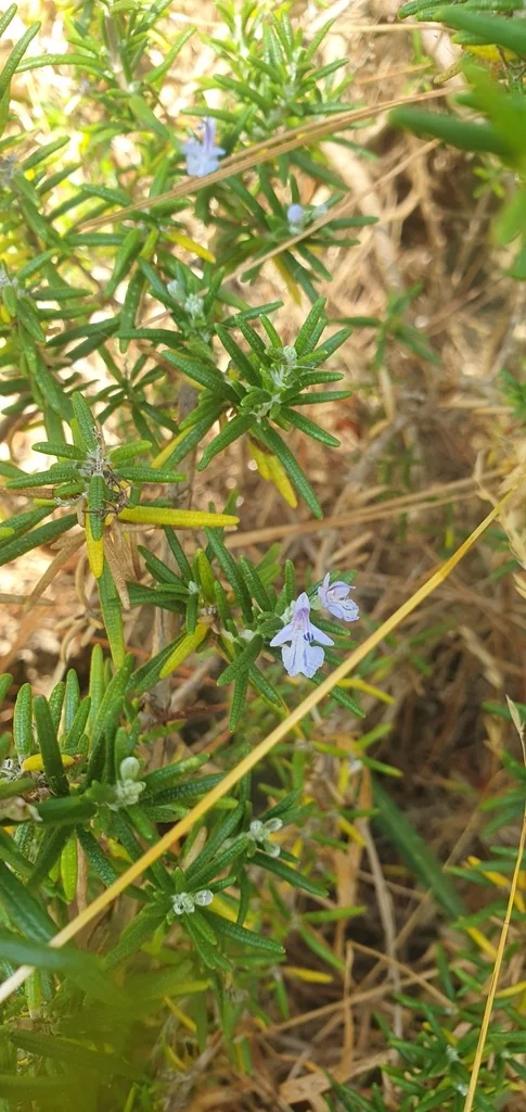 Rosmarinus Officinalis