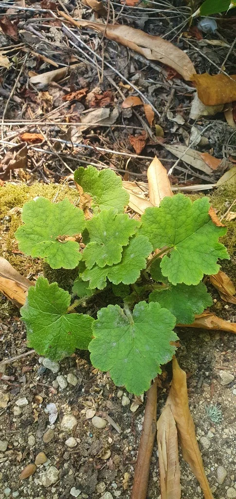 Tellima Grandiflora