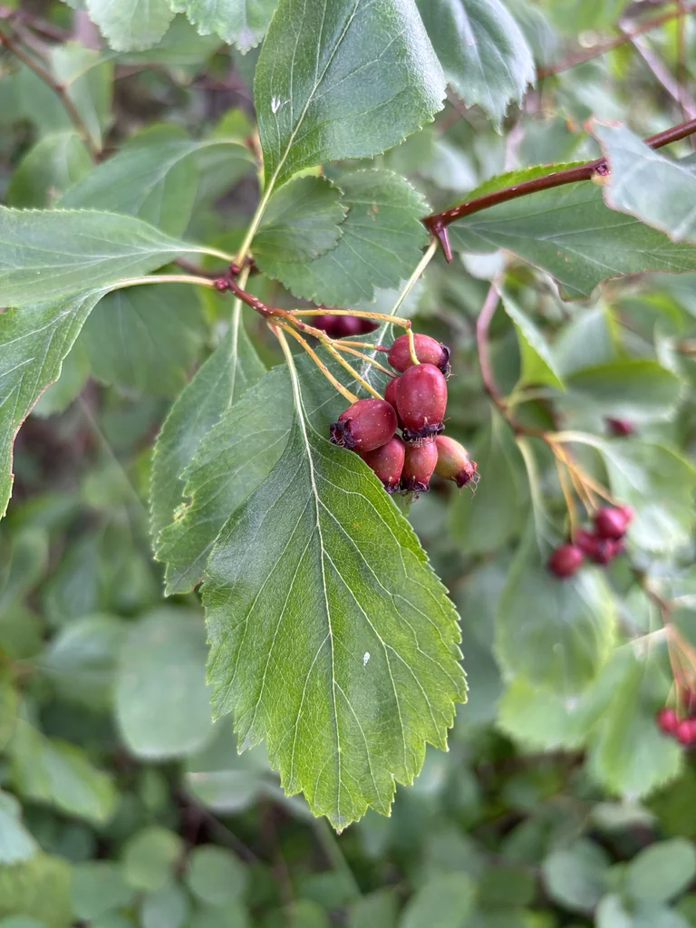 Crataegus Douglasii