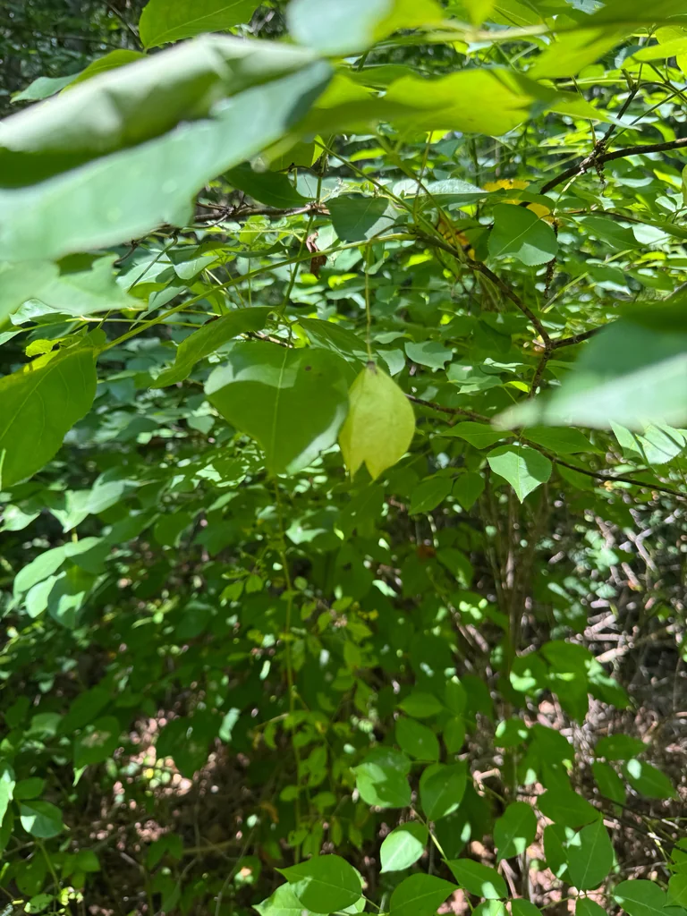 Staphylea Trifolia