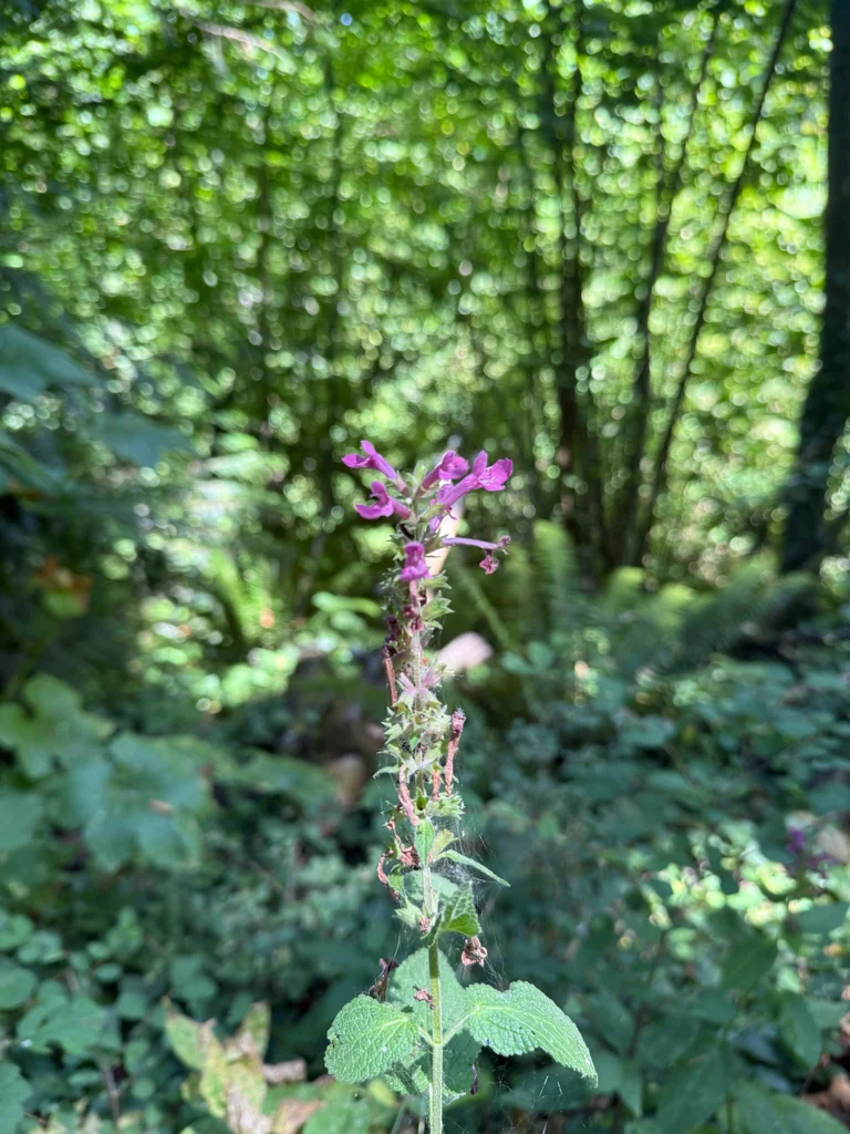 Stachys chamissonis