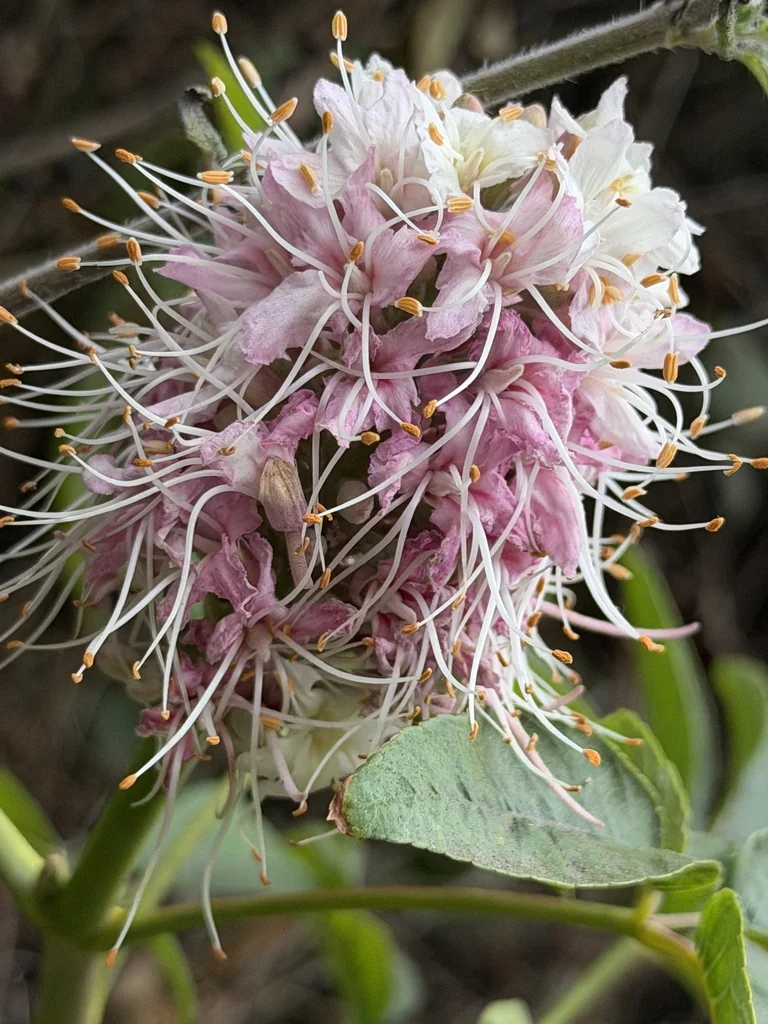 Aesculus Californica