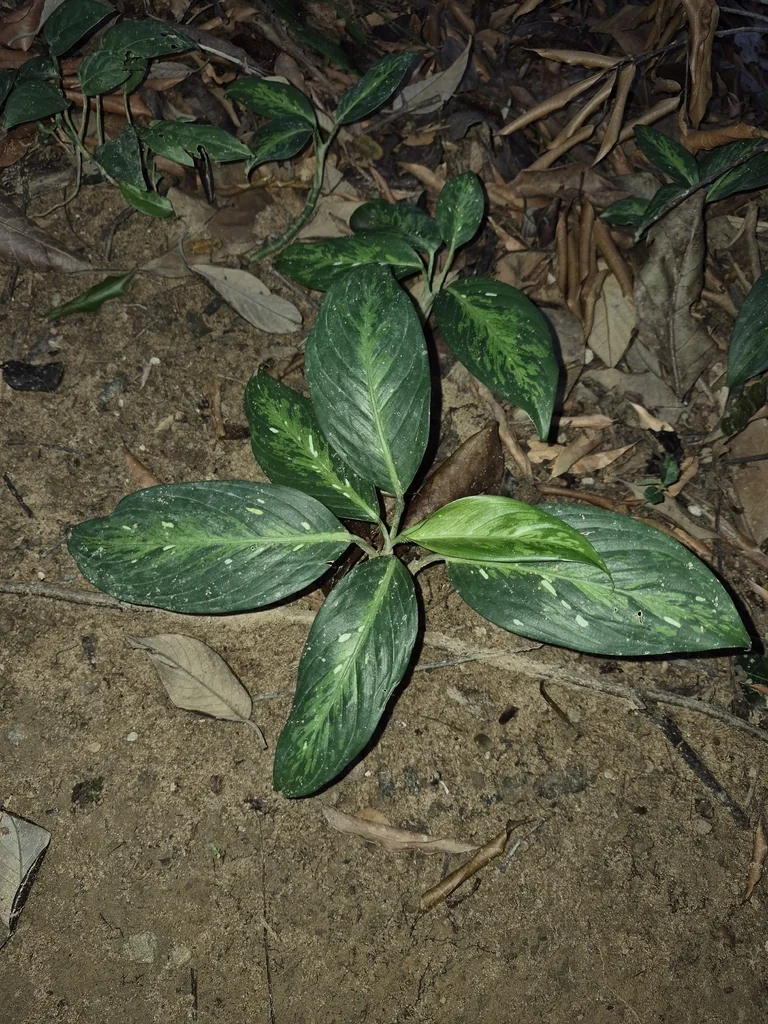 Dieffenbachia Maculata