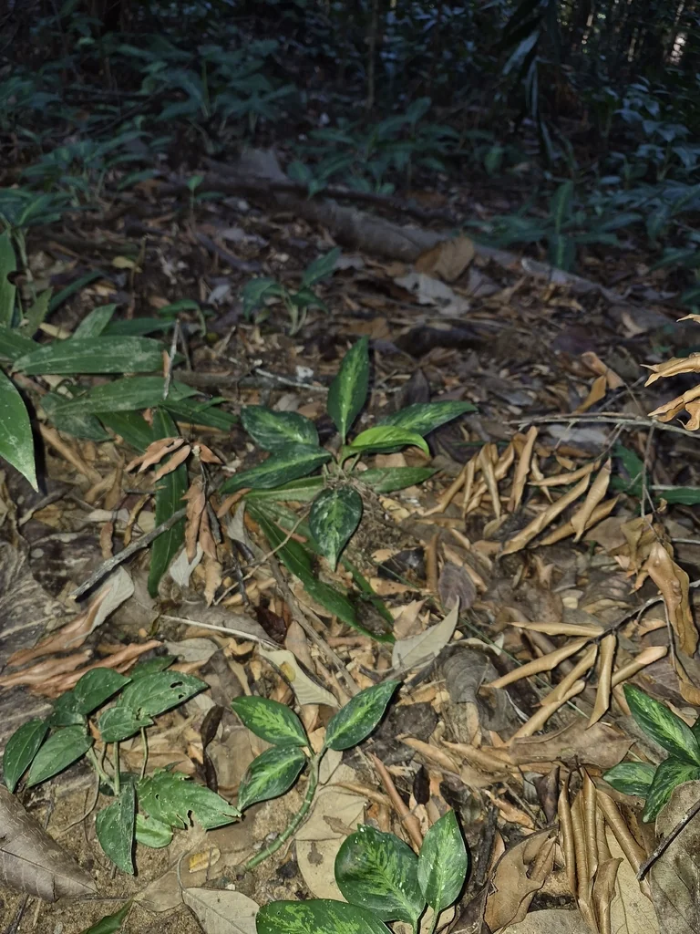 Dieffenbachia Maculata