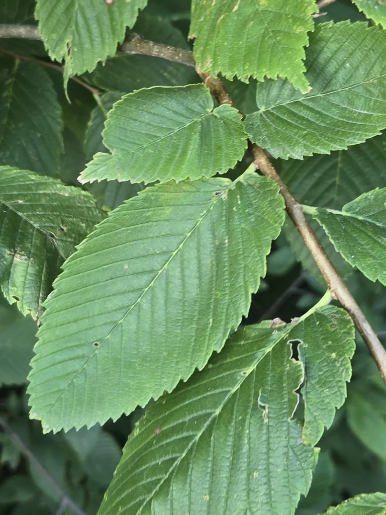 Ulmus Americana