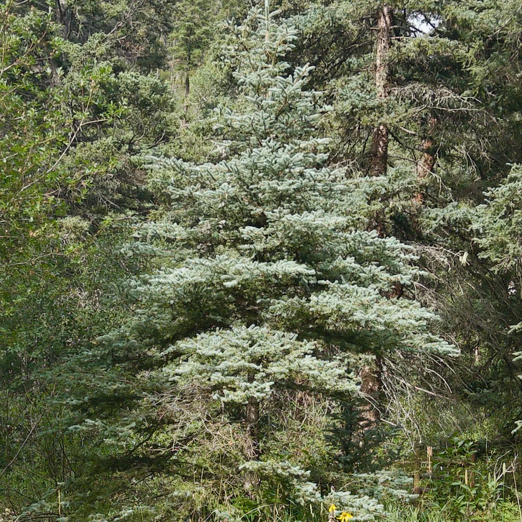 Picea Pungens