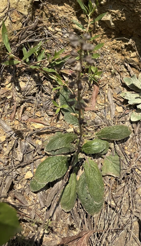 Salvia Lyrata