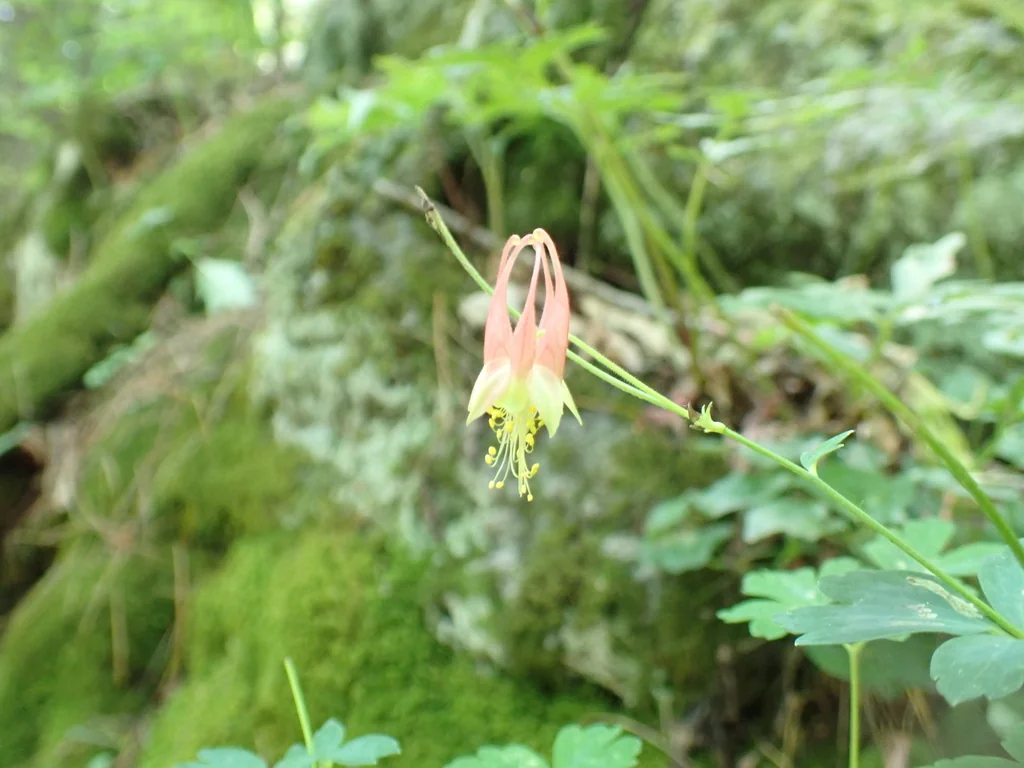 Aquilegia Canadensis