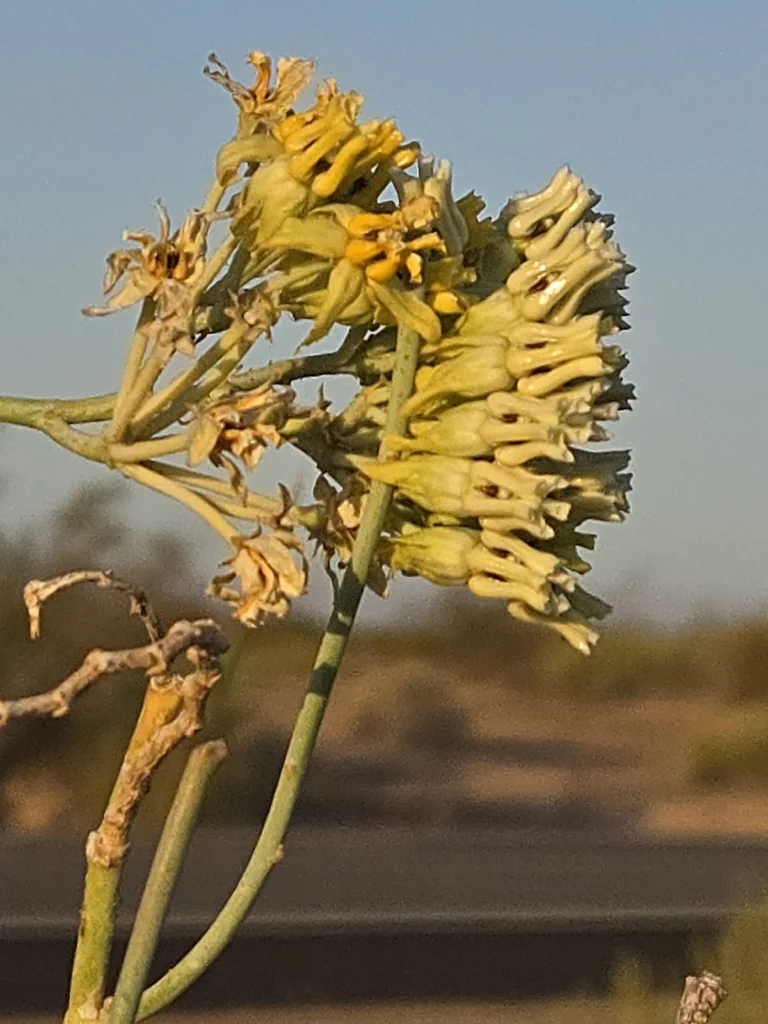 Asclepias Subulata