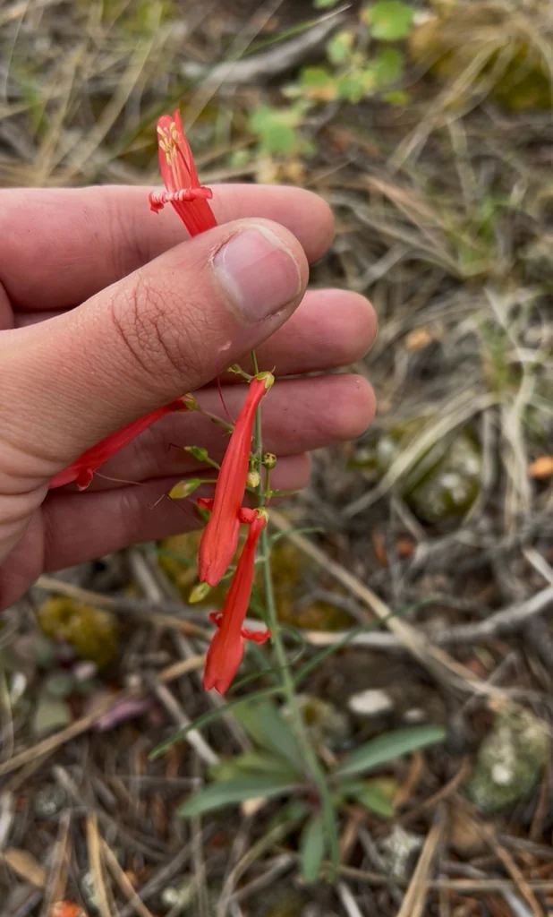 Penstemon barbatus