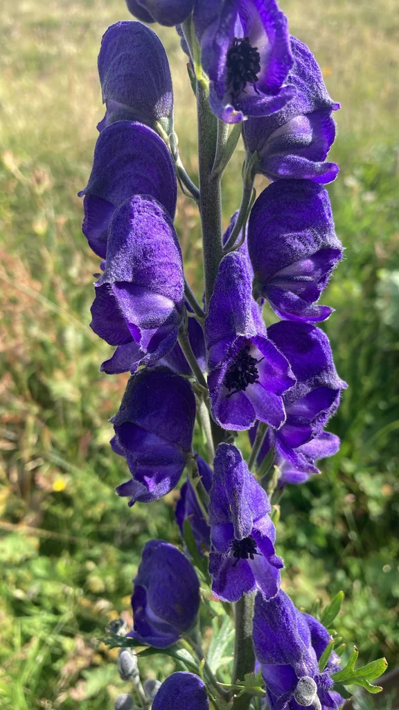 Aconitum Napellus