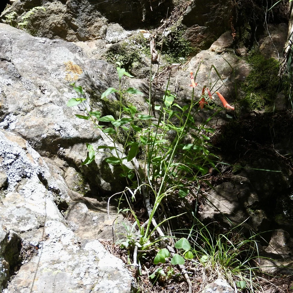 Penstemon barbatus