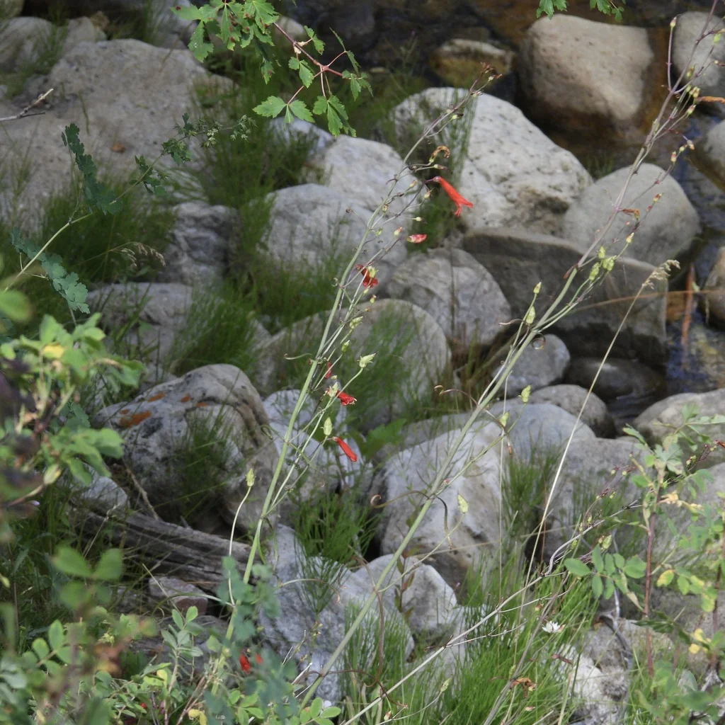 Penstemon barbatus