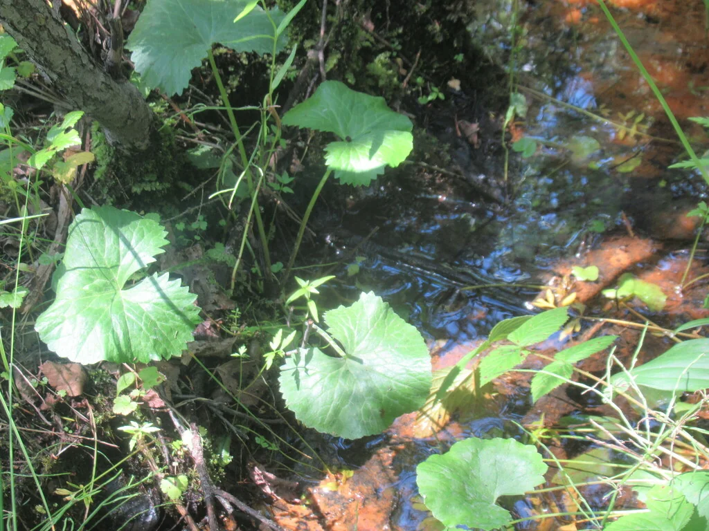Caltha Palustris
