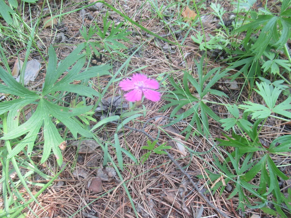 Dianthus Chinensis