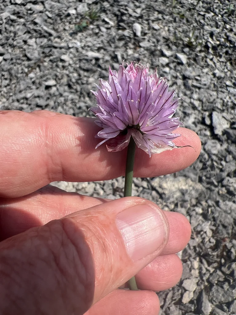 Allium Schoenoprasum