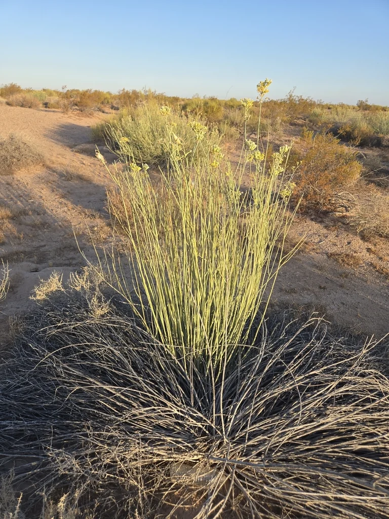 Asclepias Subulata