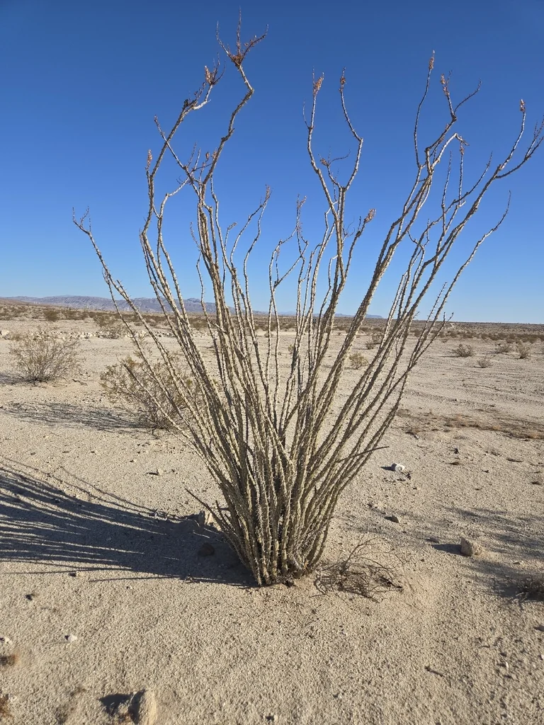 Fouquieria Splendens