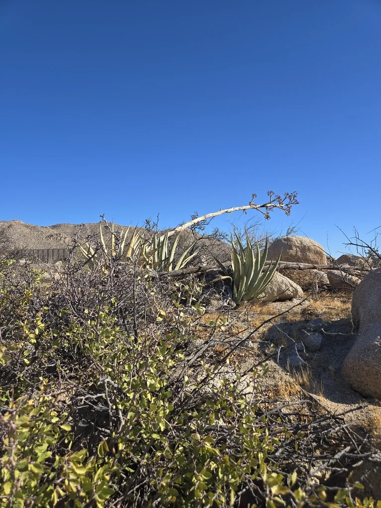 Agave Deserti