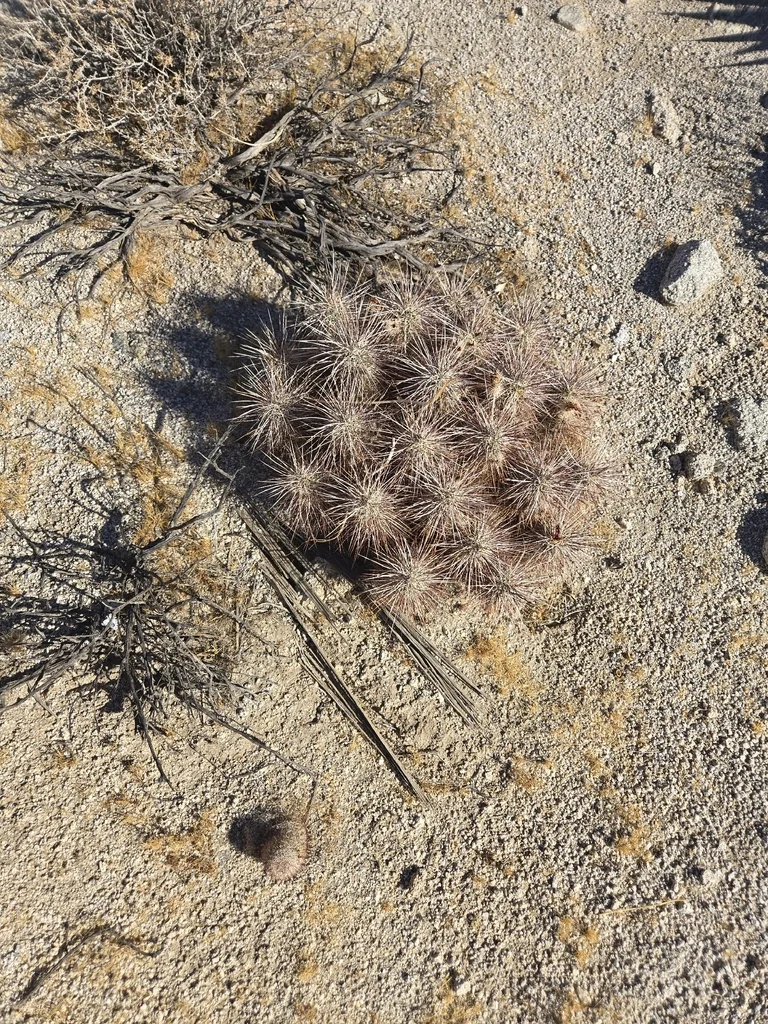 Echinocereus Engelmannii