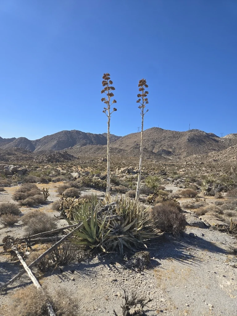Agave Deserti