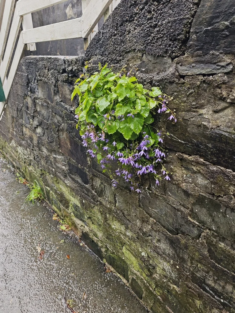Campanula Poscharskyana