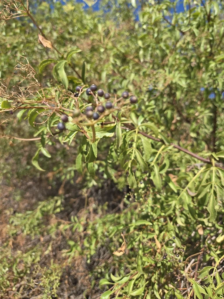 Sambucus Mexicana