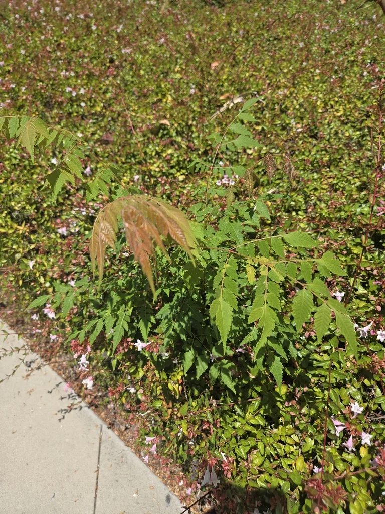 Koelreuteria Bipinnata