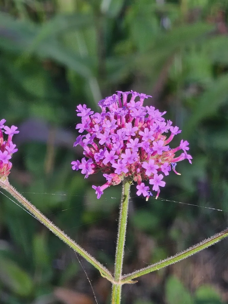Verbena Bonariensis