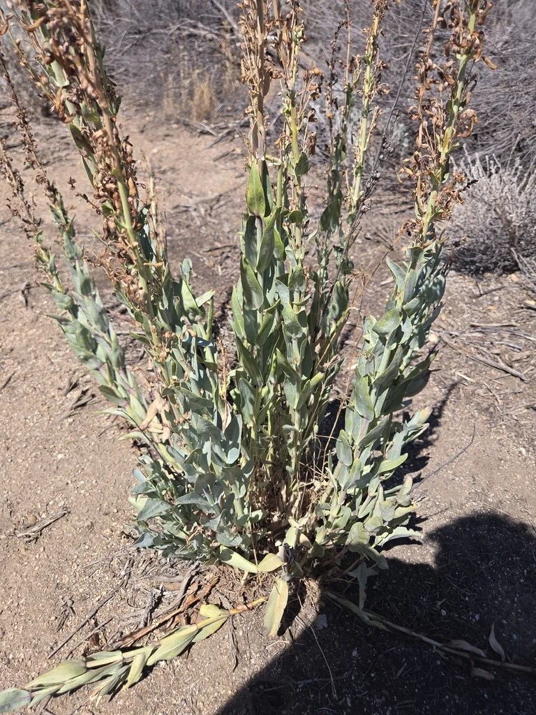 Penstemon Centranthifolius