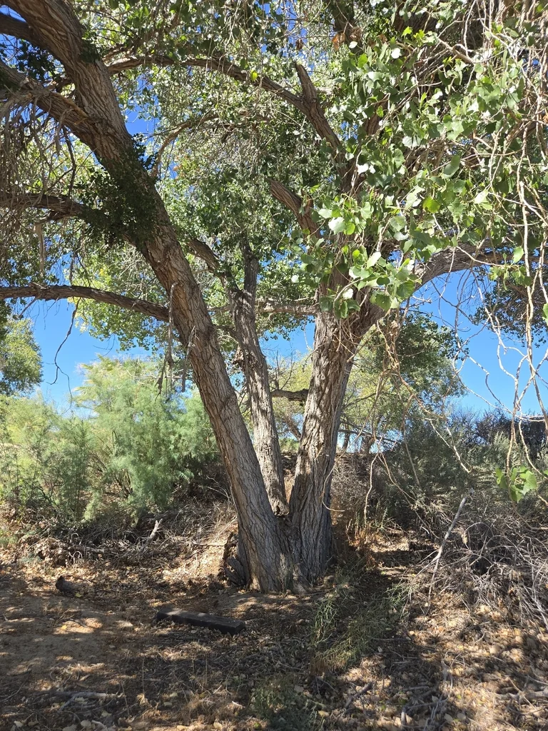 Populus Fremontii
