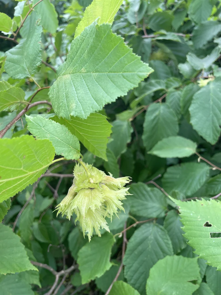 Corylus Americana