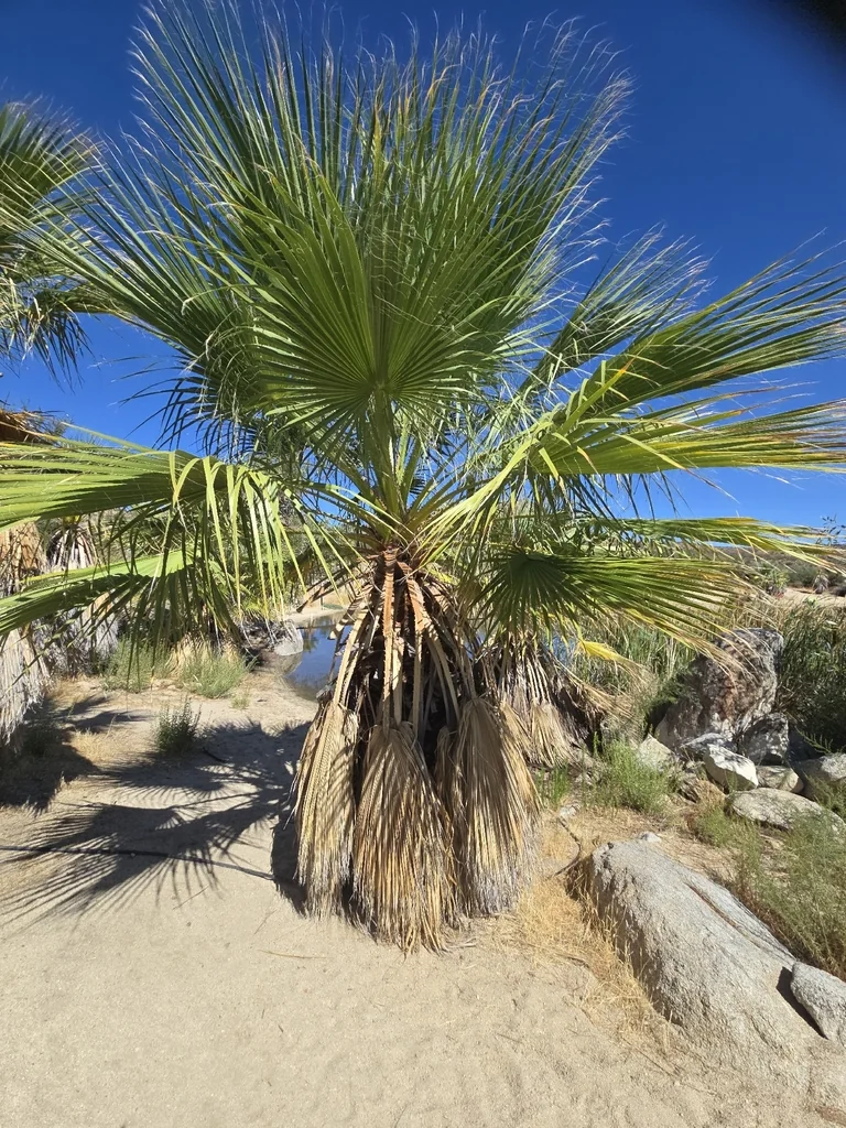Washingtonia Filifera