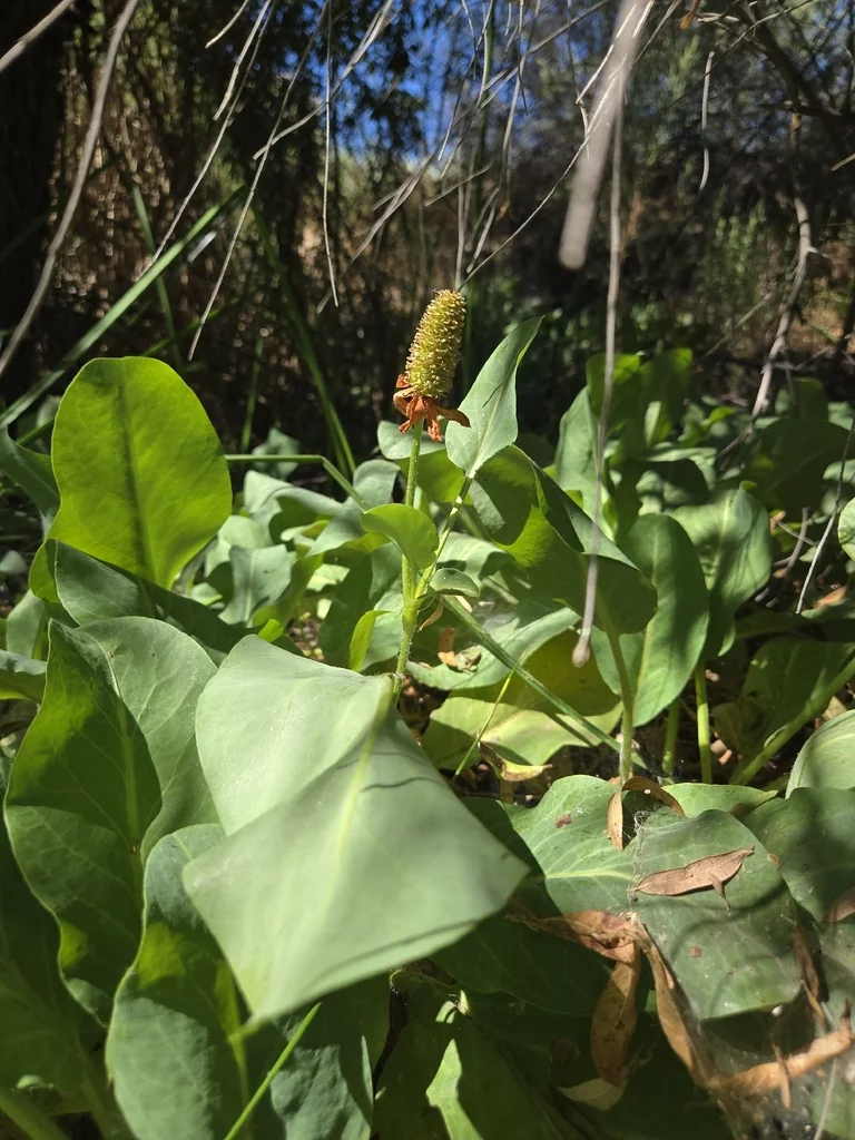Anemopsis Californica