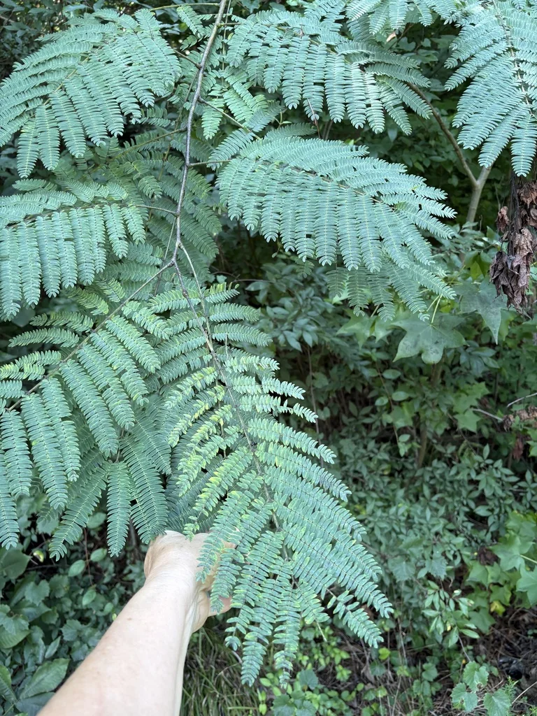 Albizia Julibrissin