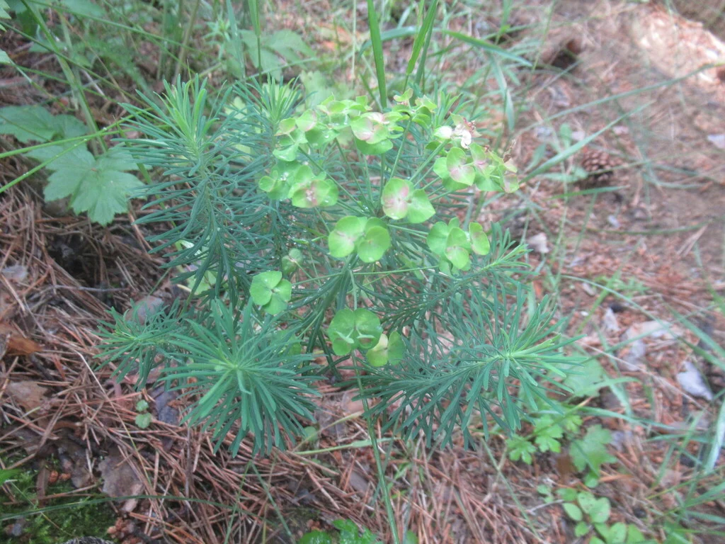 Euphorbia Cyparissias
